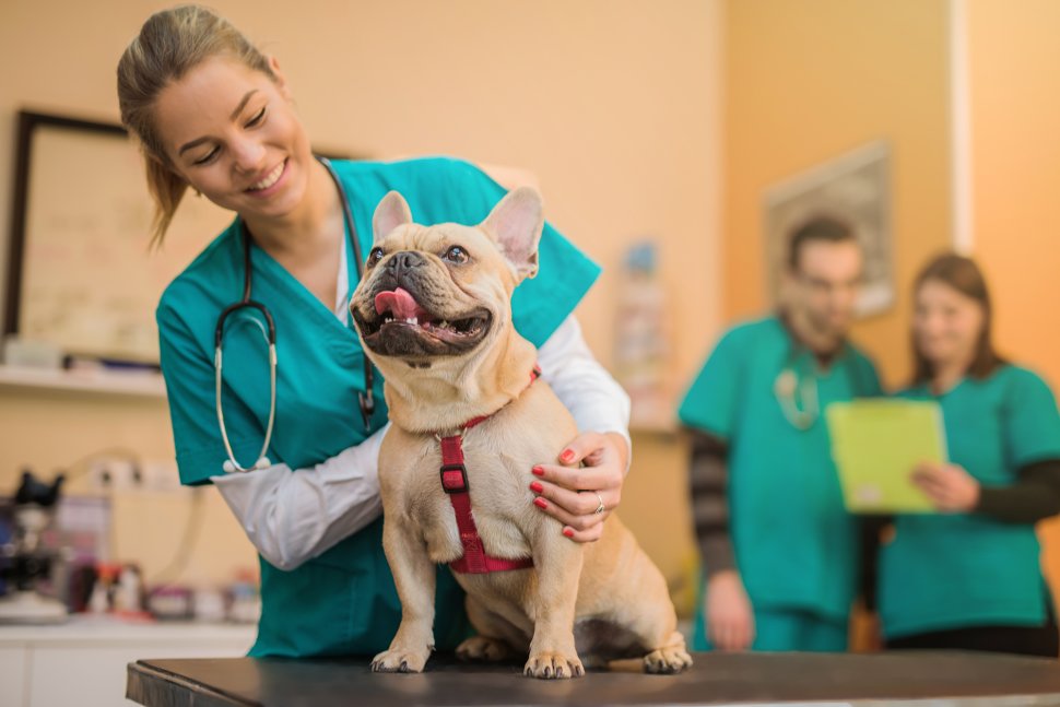What should I consider when choosing a veterinary school?