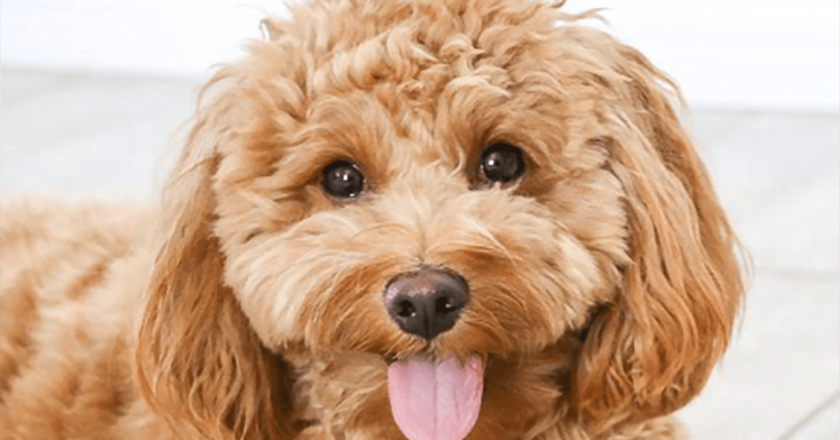 Goldendoodle Haircuts: Styling Your Furry Friend with Pizzazz