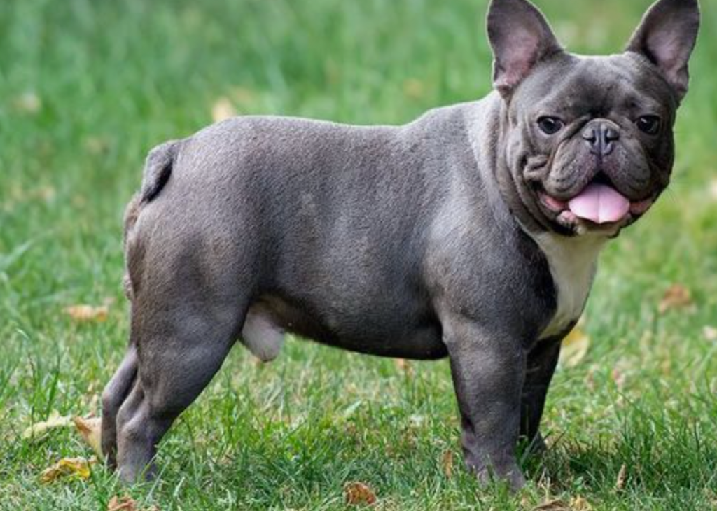 The Allure of the Blue French Bulldog