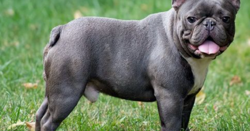 The Allure of the Blue French Bulldog: A Unique Canine Companion