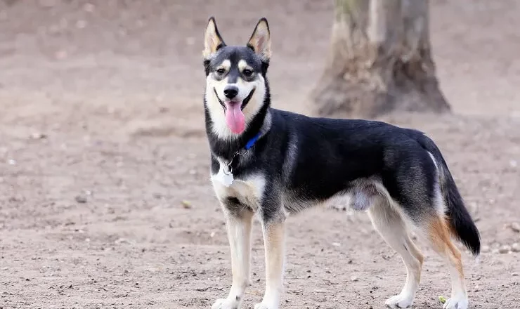 The German Shepherd Husky Mix: A Majestic Canine Hybrid