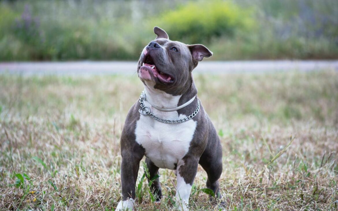 Unraveling the Mystique of the Blue Nose Pitbull