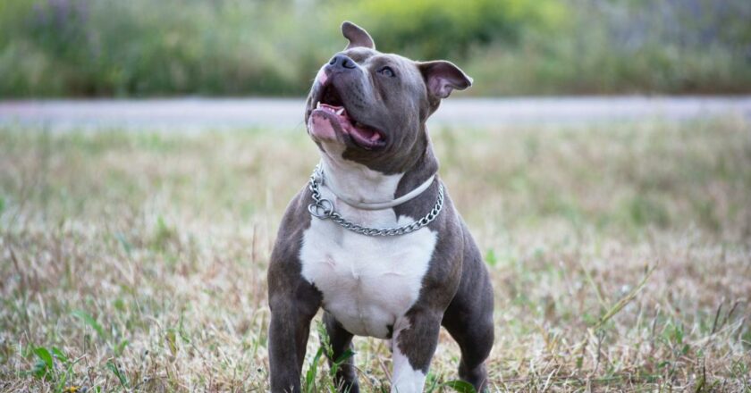 Unraveling the Mystique of the Blue Nose Pitbull: A Breed Worth Knowing