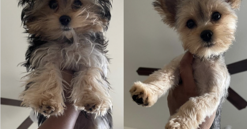 Yorkie Haircuts: Styling Tips for Your Adorable Companion