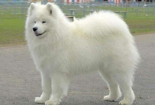 The Majestic Charm of Big White Fluffy Dogs