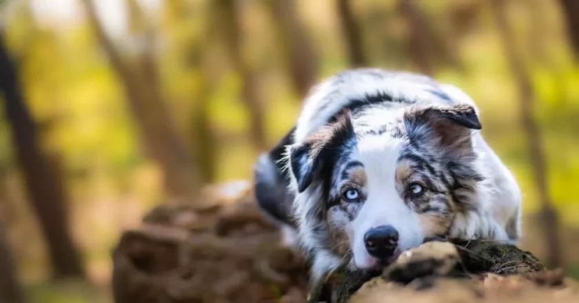 The Enchanting Blue Merle Australian Shepherd: A Beautiful Canine Marvel