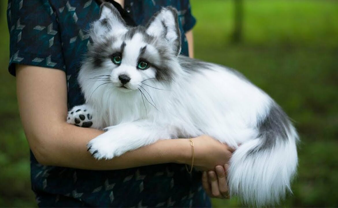 canadian marble fox
