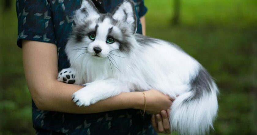 The Enigmatic Beauty of the Canadian Marble Fox