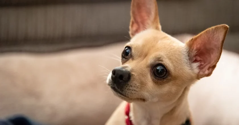 The Adorable and Unique Deer Head Chihuahua: A Miniature Wonder