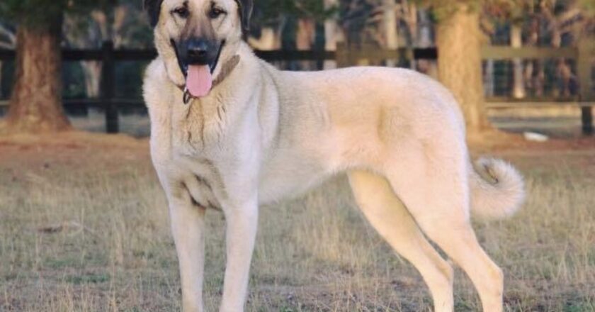 Understanding the Kangal Dog Price: Factors Influencing the Cost of This Remarkable Breed