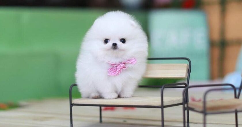 The Irresistible Charm of Teacup Pomeranians: Tiny Dogs with Giant Hearts