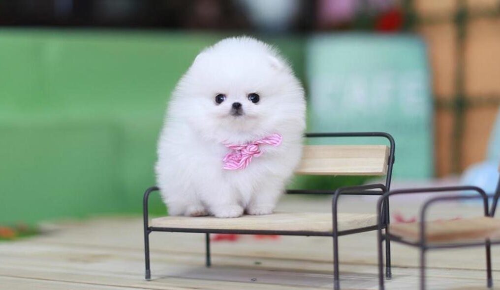 The Irresistible Charm of Teacup Pomeranians